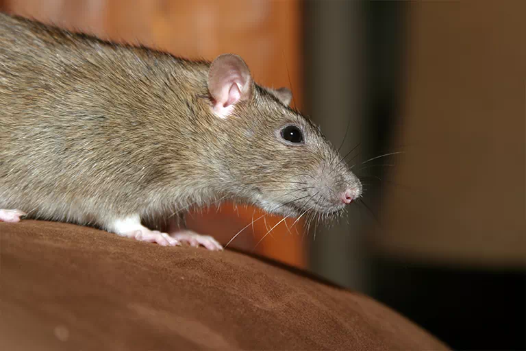 szczur